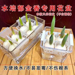 水培郁金香专用器皿花盆非玻璃花瓶水养塑料定植篮水养种球花篮