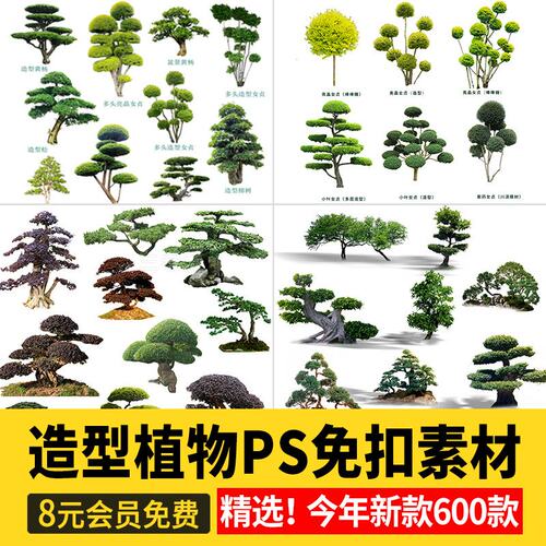 PS景观造型植物灌木球造型树迎客罗汉松桩景效果图png棒棒糖素材