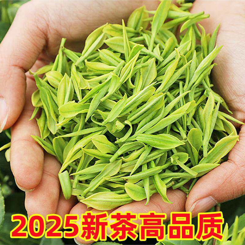 日照绿茶板栗香露天2025新茶叶春茶散装正宗明前山东豆香炒青特级
