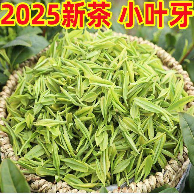 2025新茶日照绿茶特级春茶炒青明前散装板栗香豆香头采茶早春新茶