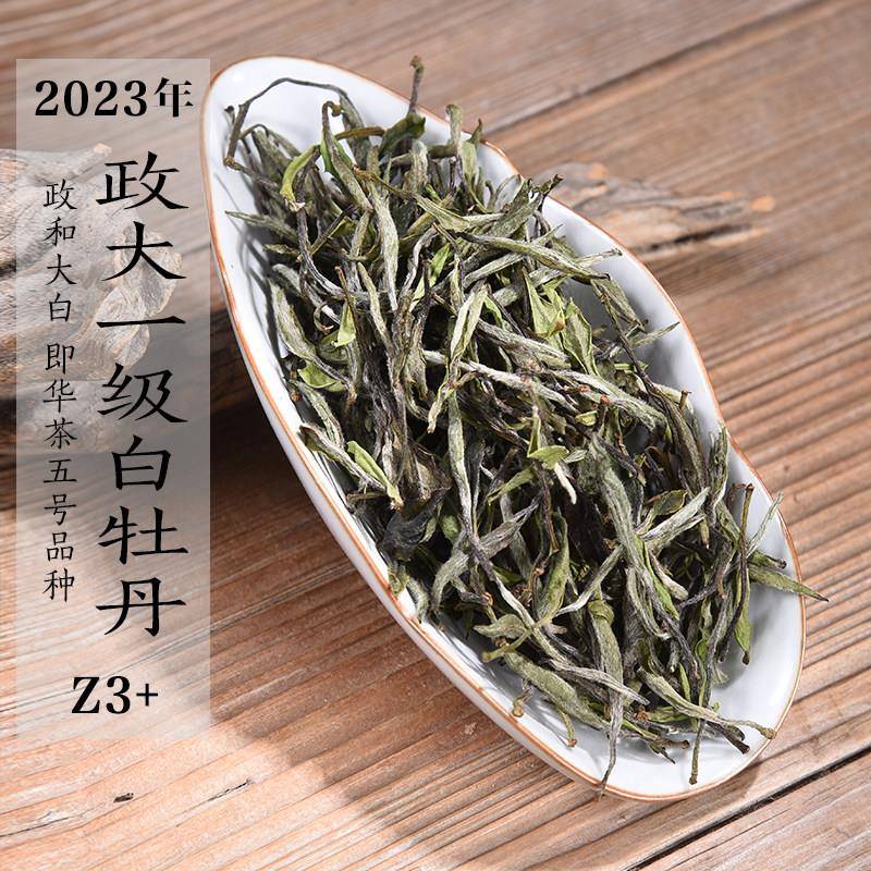 新茶2023年头春政大一级白牡丹Z3+ 华茶5号茶树品种政和白茶口粮