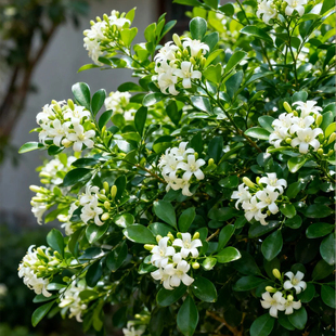 【九里香花苗】七里香花卉绿植盆栽室内阳台庭院花园景观开花香
