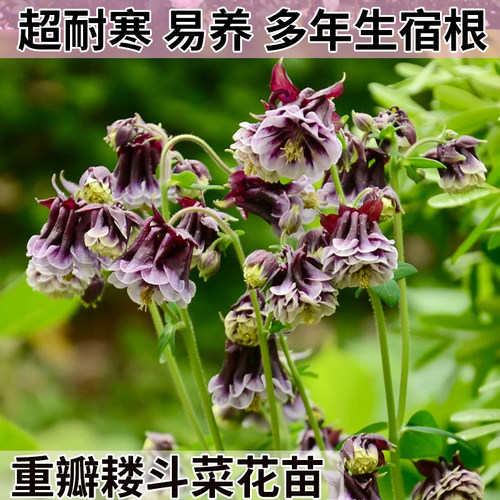 巴洛重瓣【耧斗菜花苗】