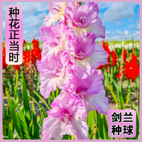 【唐菖蒲】劍蘭荷蘭進(jìn)口種球