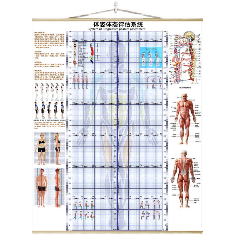 定制挂式体态评估表形体体态表挂式免费加logo现货当天发差价补拍