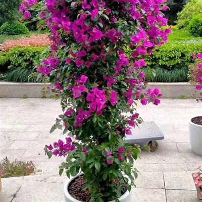 【带大量花】三角梅又称叶子花 花卉H室内阳台庭院绿植盆栽植物