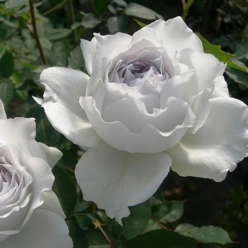 加百列大天使月季花苗四季浓香大花庭院阳台花卉植物易Z活玫瑰盆