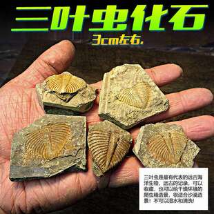 古生物三叶虫 真化石 装饰爬虫箱沙漠造景 禁忌潮湿 鬃狮爬虫摆件