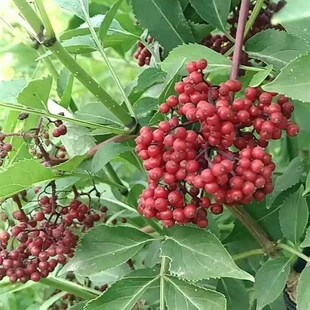 接骨木树苗公道老扦o扦活马尿骚大接骨丹南北方种植庭院树苗