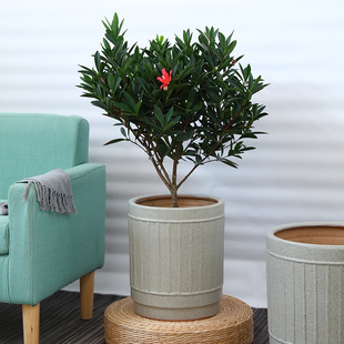 北欧风网红款陶瓷花盆庭s院落地发财树幸福树绿植花卉现代简约花