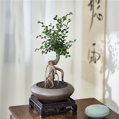 小叶榆树老桩盆景室内好养绿植花卉客厅阳台办公室桌面造型小盆栽