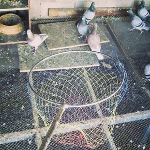 户外捉鸡神e器捕鸽子抓鸡捕鸽神器网兜结实耐用套鸭子自投罗网赛