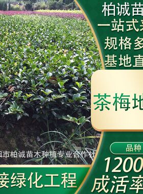 盆栽茶梅小苗绿化道路工程苗木规格齐全地被基.地植物厂家
