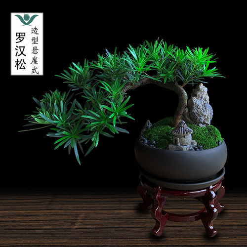 罗汉松盆景庭院植物老桩悬崖造型树大绿植室内客S厅四季好养真盆