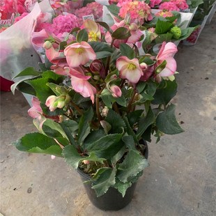 铁筷子盆栽花卉大苗室内阳台庭A院耐寒植物花期长年宵花带花发货