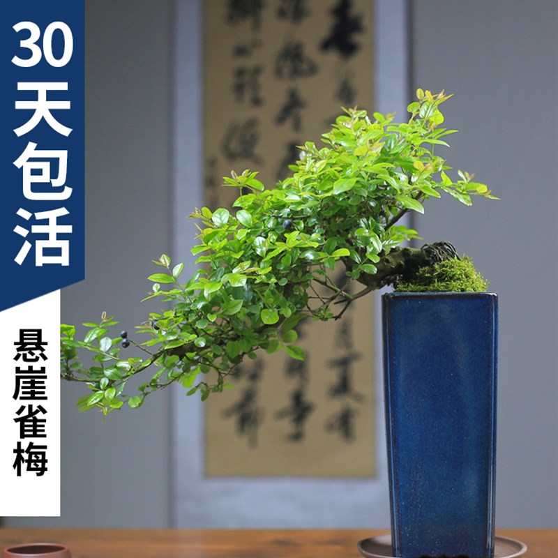 小叶红芽雀梅老桩悬崖造型客厅办公E桌面盆景阳台室内绿植精品盆