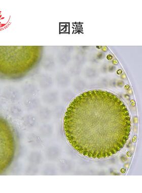 17种藻类套装标本高清晰结构典型团藻鼓藻念珠藻生物实验显微切片