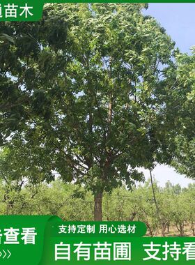 丛生白蜡树苗园林彩叶工程绿化苗B木四季可种植公园行道树白蜡树