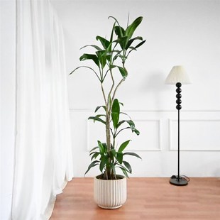 青铁大型植物朱蕉龙血树室内客厅办公室造型大叶S绿植耐旱耐阴好