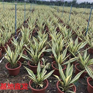 金边万年麻大盆栽k室外庭院暴晒耐旱绿植龙舌兰科花镜观叶阳台植