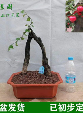 四川金弹子精g品熟桩重庆黑塔子老桩母桩金单蛋子树桩盆景带盆发
