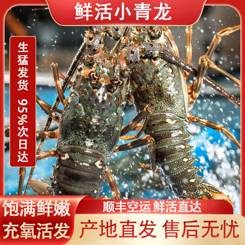 【活发两只装】小青龙龙虾鲜活海鲜青龙仔新鲜水产大龙虾澳洲龙虾