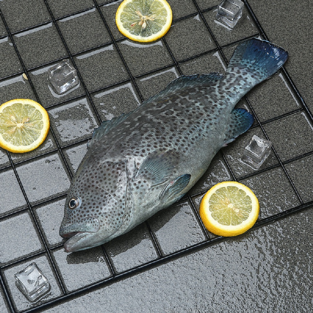 冷鲜海南南海石斑鱼(兰瓜子) 500-650g/条海鲜水产蓝瓜子鲜美斑鱼