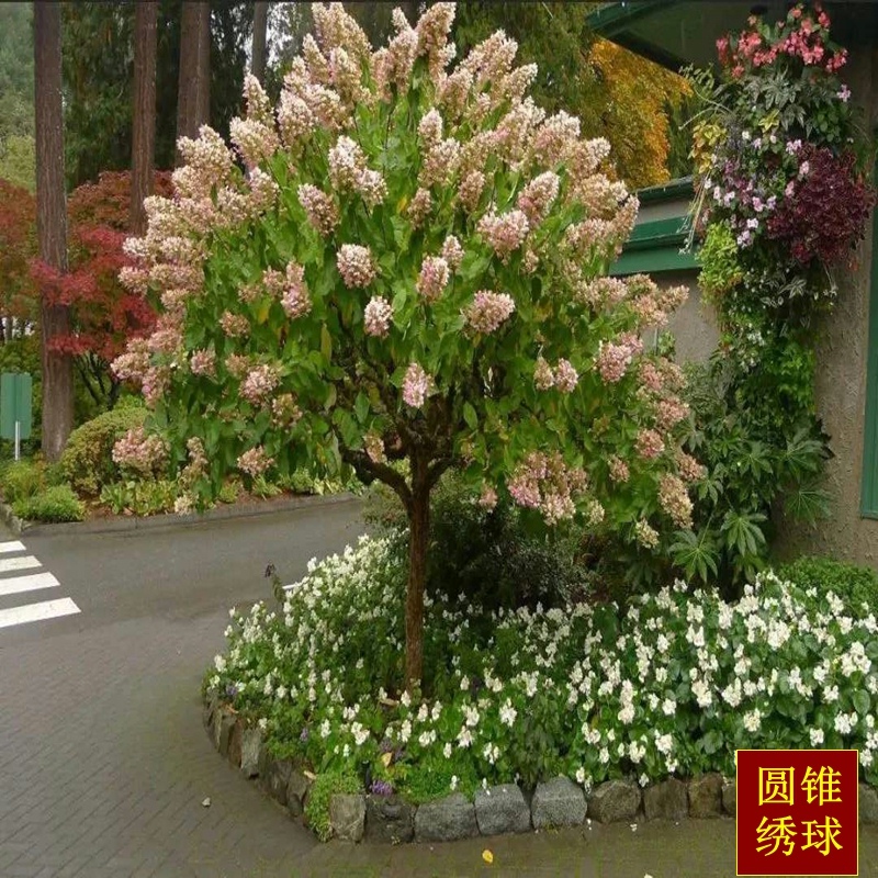 欧洲木绣球盆栽玫瑰乔木u圆锥栎叶大苗无敌贝贝花苗树苗木本