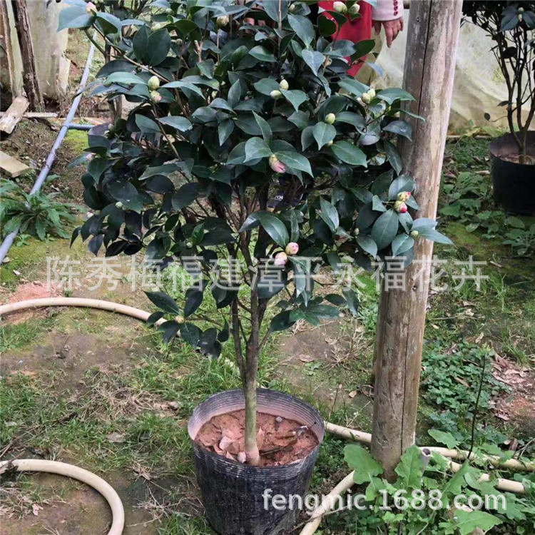 盆栽一树多色山茶花 一米二左右高七八十公分 五色赤丹茶花