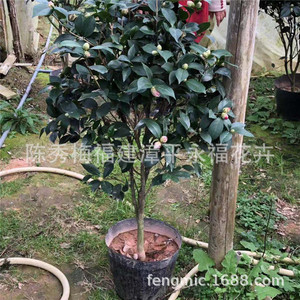 盆栽一树多色山茶花 一米二左右高七八十公分  五色赤丹茶花