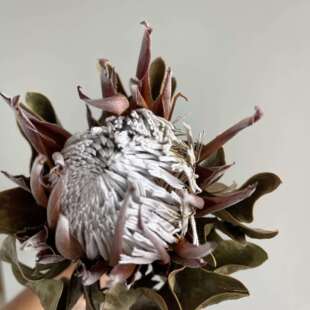 帝王花装饰家居摆设仿真针垫花南非霸王花仿真花软装插花植物干花