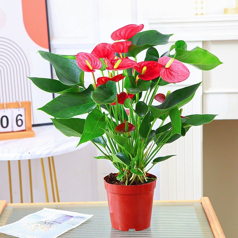 红掌盆栽植物室内花卉好养懒人水培绿植鸿运当头四季开花苗年宵花