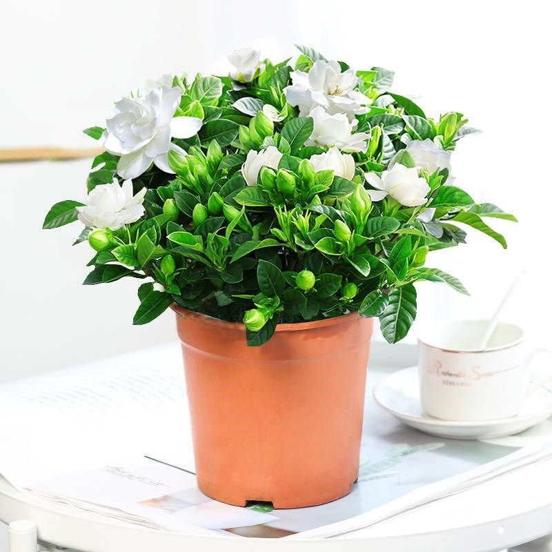栀子花盆栽花卉植物室内带花苞阳台独杆绿植浓香型大树苗四季好养