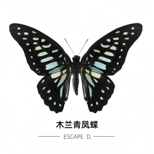木兰青凤蝶未展翅原蝶真蝴蝶标本线下研学材料未展翅原蝶A1/A-
