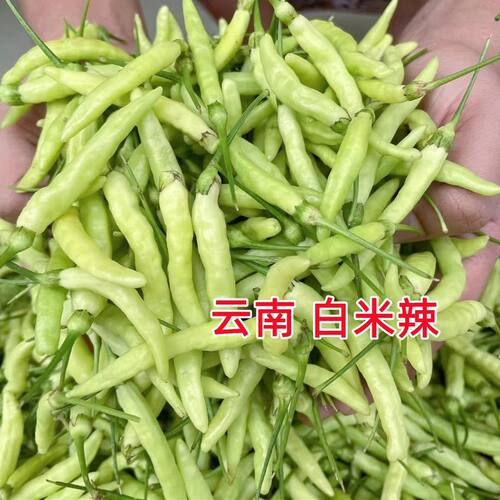 云南野山椒新鲜小米辣泡椒专用