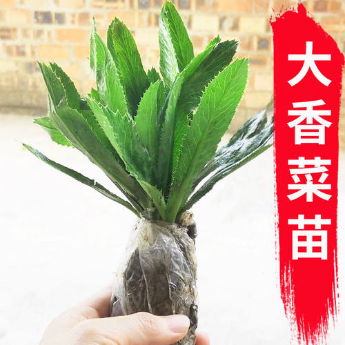 泰国芫西大香菜苗佬缅云南芫荽刺芹芫茜越南大香菜假芫荽鹅蒂苗
