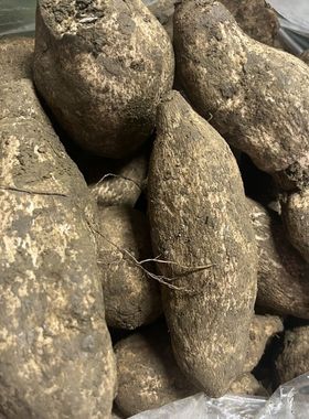 云南德宏特产农家自种新鲜蔬菜 洋丝瓜根 洋瓜 佛手瓜根 寿瓜500g