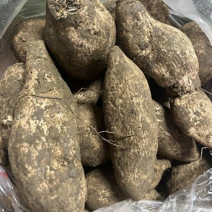 云南德宏特产农家自种新鲜蔬菜 洋丝瓜根 洋瓜 佛手瓜根 寿瓜500g