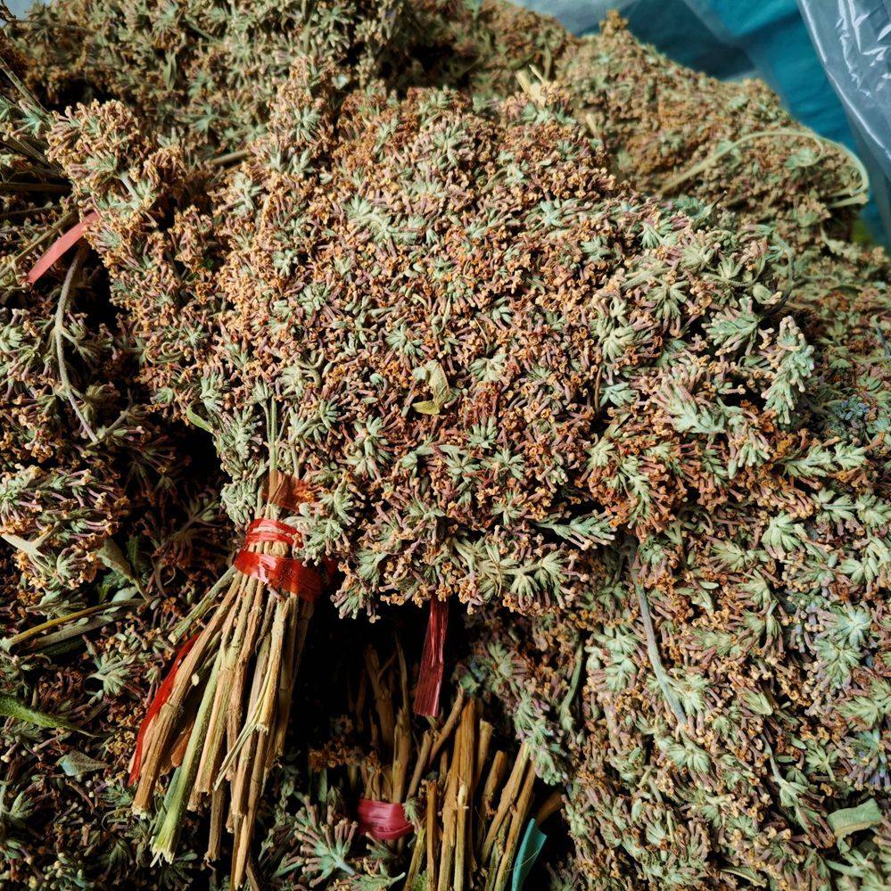 云南染饭花 密蒙花 纯植物花 黄米饭原料花 植物黄香花煮饭泡茶