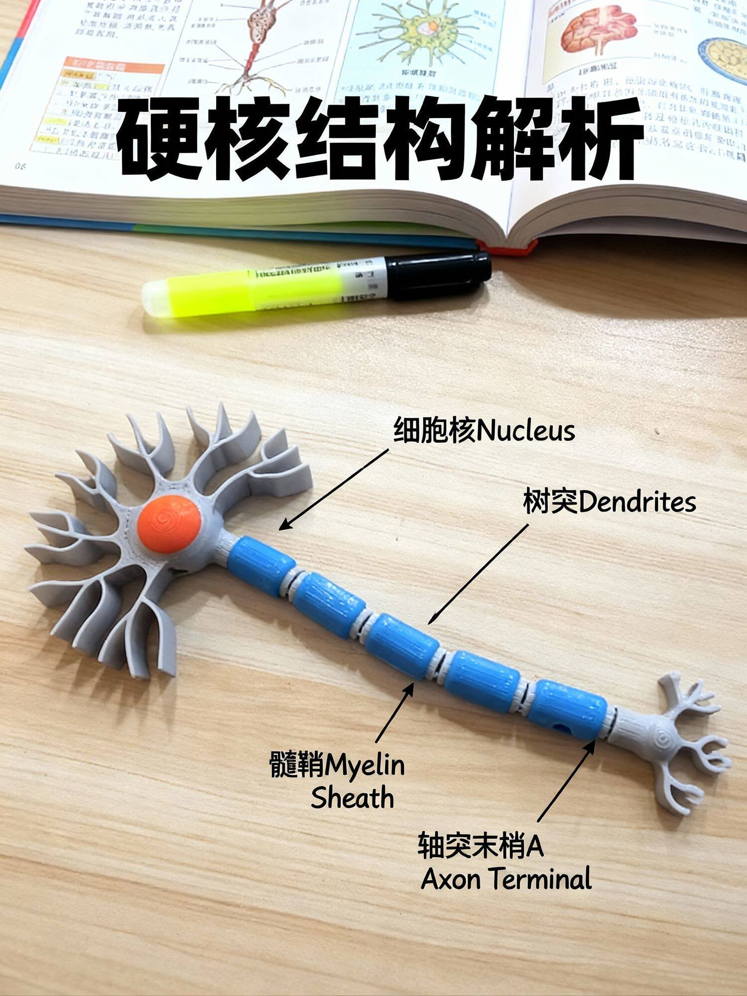 3D显微结构神经元组织制作高中初中生物教具神经系统模型手工成品