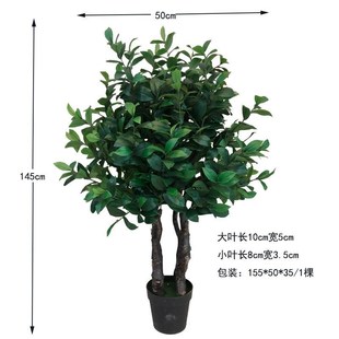 彷植物油茶叶树绿植真盆栽XRS 摆饰件拍摄茶厂 232茶树室内Q家居装