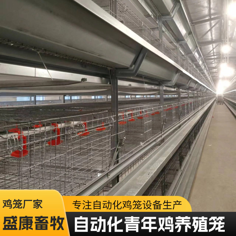 多层叠自动化青年鸡笼养鸡舍蛋鸡笼自动化捡蛋清粪养殖设备鸡笼