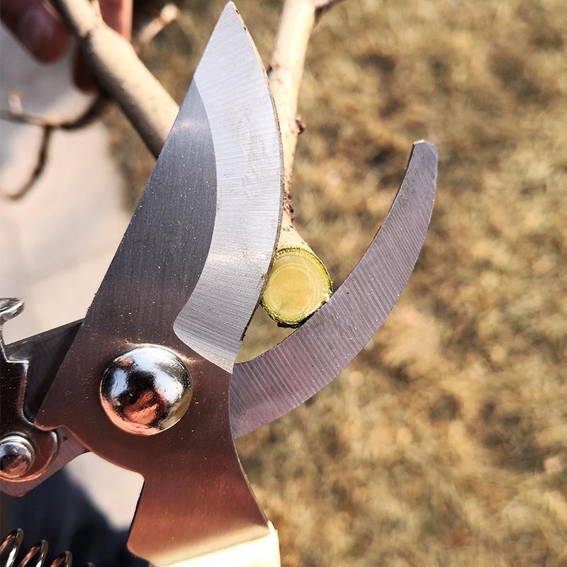 园艺剪刀绿植修枝剪子花卉盆栽植物修枝剪果树剪刀多功能家用包邮