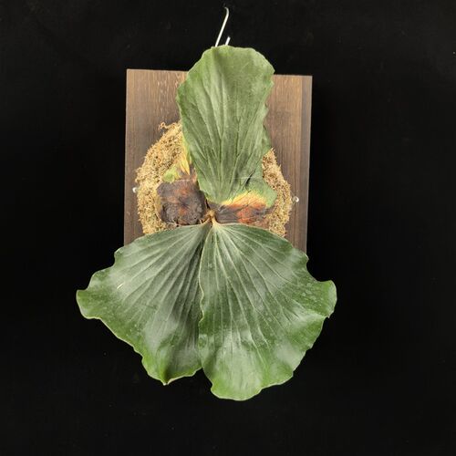 象耳鹿角蕨 Platycerium elephantoris  室内户外垂挂绿植