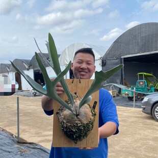 立叶银鹿鹿角蕨Platycerium veitchii 立叶绿立鹿角蕨高级感室内