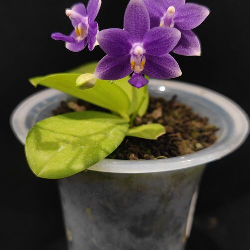 【零度生物】柳林蓝星原生蝴蝶兰浓香型续花颜值四季好养