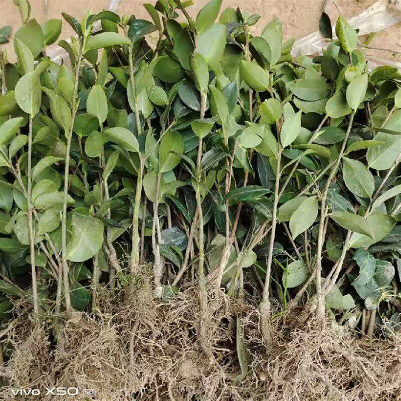 嫁接油茶苗茶油苗高产油茶树苗白花茶油树出油率高长林湘林中果