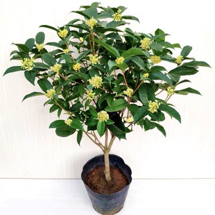 桂花树苗盆栽四季桂沉香丹桂八月金桂浓香型庭院室内常青植物盆景