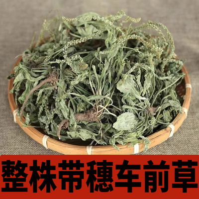 车前草野生中药材正品官方旗舰店的功效与作用降新鲜干货尿酸泡茶
