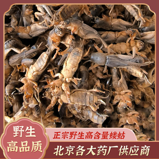 蝼蛄中药材500克新货干蝼蛄 土狗 地狗 蝲蝲蛄野生拉拉地狗五谷虫